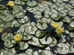 -东莞植物园