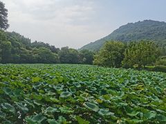 -八卦田遗址公园