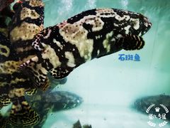 -海盗餐厅