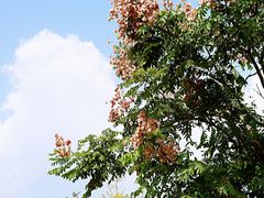 -南湖湿地公园