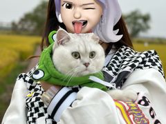 -欣宠猫屋·矮脚拿破仑·蓝金金渐层