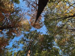 -白水寺森林公园