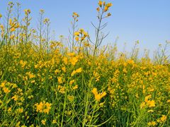 -光明小镇欢乐田园