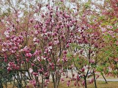 -绵阳盛世樱花悠乐谷