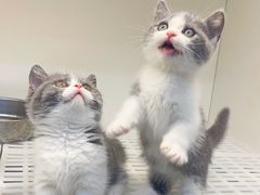 -lincat·猫舍(广州店)