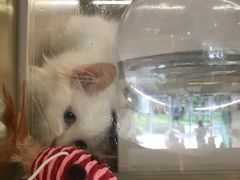 -飞行喵MR PILOT|猫舍·猫咖(静安大融城店)