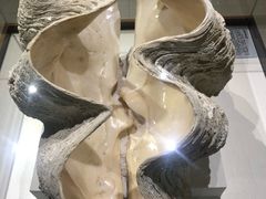 -青岛贝壳博物馆
