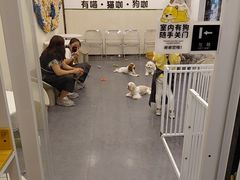 -有喵·猫咖·狗咖·30几只猫10只小狗(岗厦店)