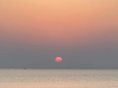-西京湾花海