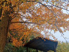 -千年银杏谷文化旅游区