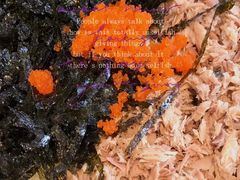 -HONGA HONGA雄家(曹路店)