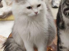 -共舞时光猫咖·狗咖(新街口店)
