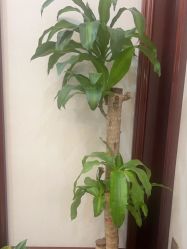 -南京医科大学友谊整形外科医院