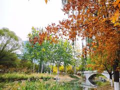 -大兴滨河森林公园