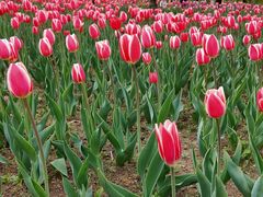 -长春公园(普阳街道)