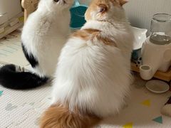 -爱侣宠医·鹦鹉专科·小型哺乳类·异宠专科(灵石路店)