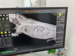 -北京观赏动物医院·24小时大型综合·猫专科·异宠专科