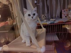 -欣宠猫屋·矮脚拿破仑·蓝金金渐层