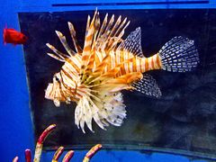 -福州罗源湾海洋世界旅游区