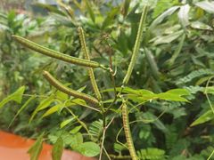 -广州神农草堂中医药博物馆