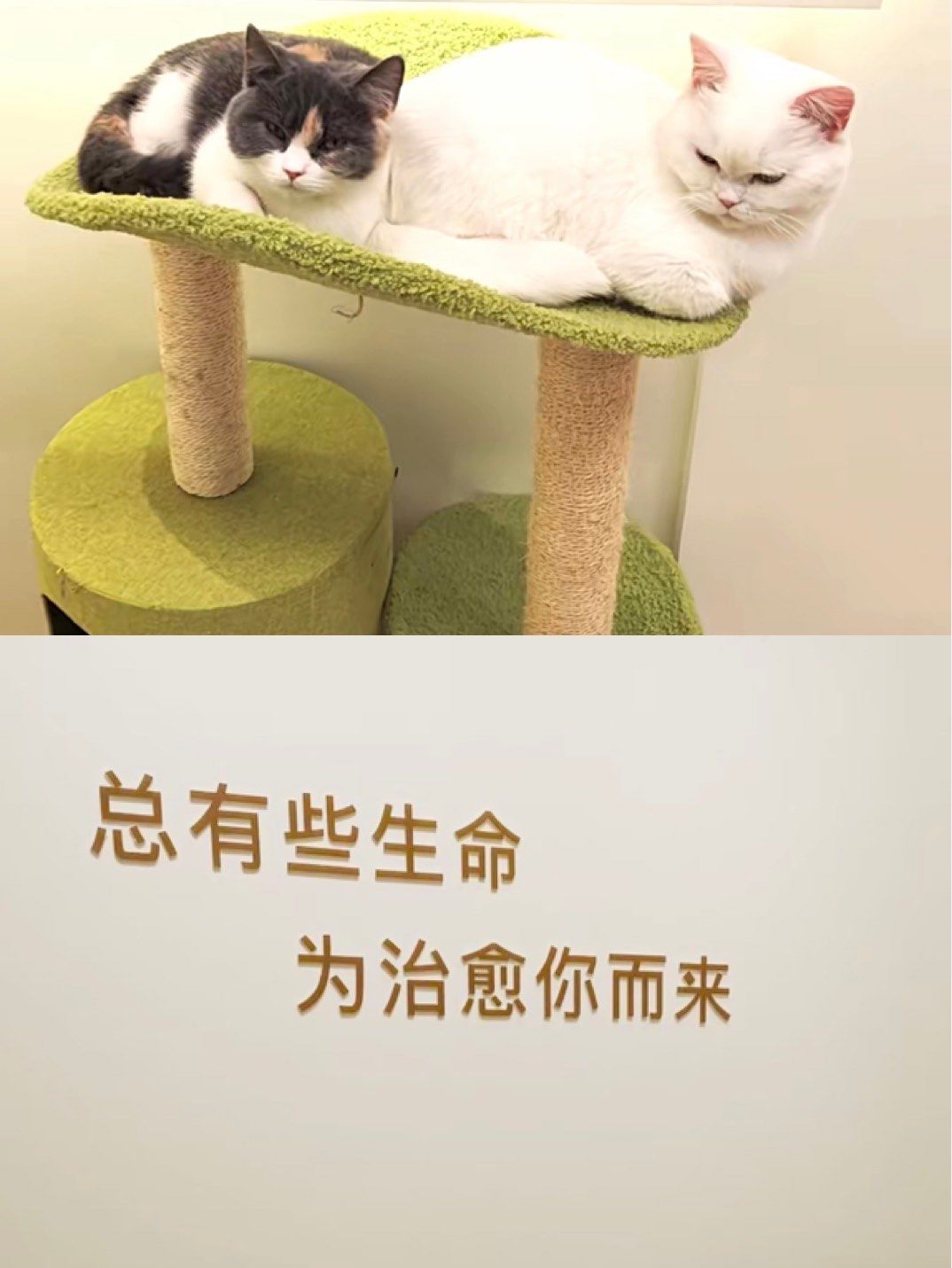 治愈宠物,温暖人心