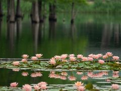 -白鹭湾湿地公园