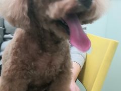 -宠福鑫康馨动物医院·骨科·眼科