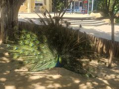 -石家庄市动物园