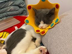 -萌兽医馆·犬猫专科·眼科中心·宠物医院(朝阳门分院)