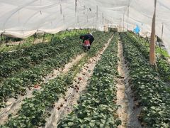 -青浦采草莓天天草莓园
