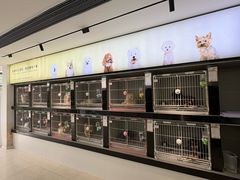 -翊宠yipet猫狗购宠庄园犬舍•猫舍