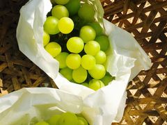 -马陆小张葡萄园农家乐