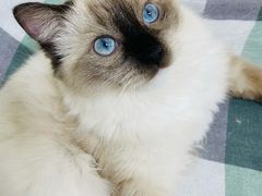 -鼓捣猫呢主题猫咖店