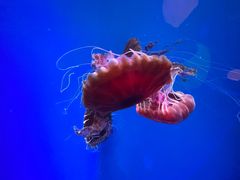 -海合安青岛极地海洋公园