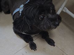 -艾贝尔宠物医院·狂犬免疫点(江山金象城店)