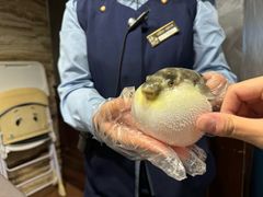 -肆月河豚·新淮扬(金融街店)