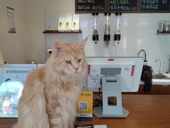 -有猫主题·治愈系猫咖(曾厝垵店)