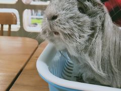 -藦茜花园宠物主题亲子互动体验馆(国顺东路店)