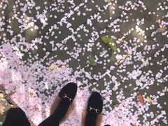 -高东镇樱花园