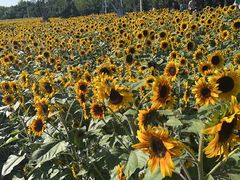 -长白岛森林公园