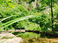 -青峰峡国家森林公园