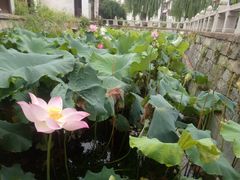 -丝绸小镇荻港古村