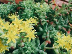 -金科花卉市场