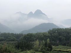 -嘉定紫藤园