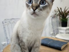 -共舞时光猫咖·狗咖(新街口店)