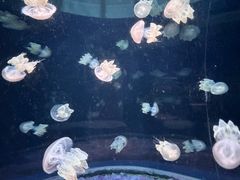 -欢乐海岸海洋奇梦馆