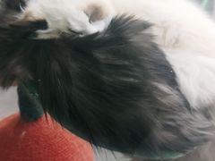 -极木²邸 人与宠物·互动社区