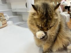 -COLOR PETS 撸猫馆·购猫·猫咖(长风大悦城店)