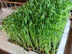 活体有机豆苗-捞神煲汤火锅(湖滨商业街店)