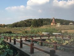 -大塘金香草谷